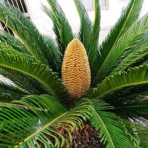 Cykas japonský (Cycas revoluta) - výška 10-20cm, kont. C2L